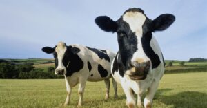 American Dairy Farms Are Gone